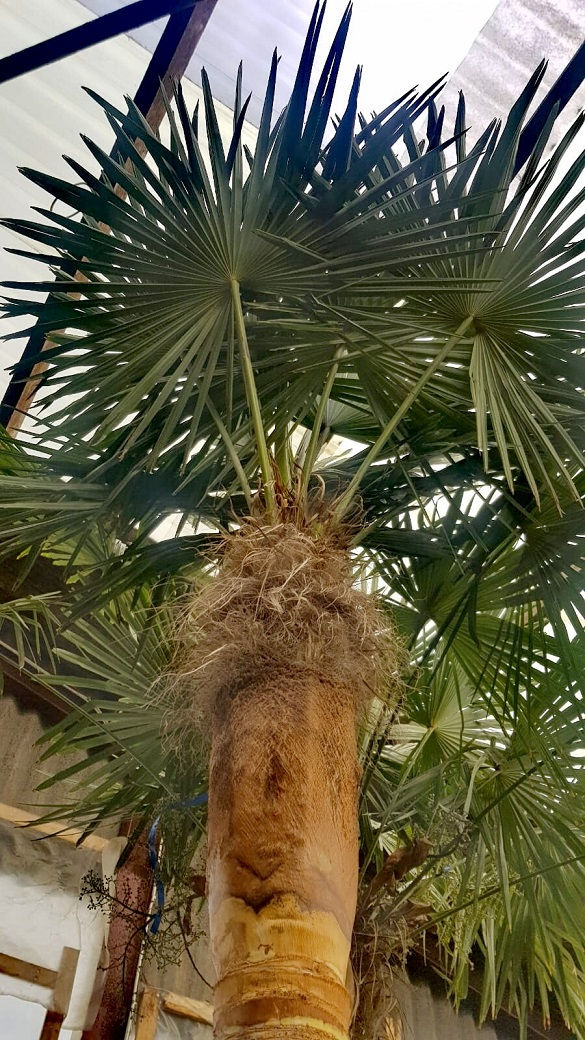 Thumbnail: Large Bark Stripped Trachycarpus Fortunei Palm Trees