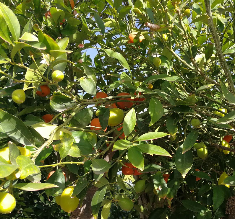 Thumbnail: Large Citrus Hybrid Trees. Mandarin Orange and Limequat.