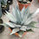 Thumbnail: Agave Parryi ssp. Neomexicana Plants