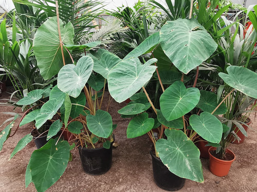 best plant food for money tree Plant Superfood for MONEY TREE Plants with B1 Vitamin, Glucose and Essential Minerals