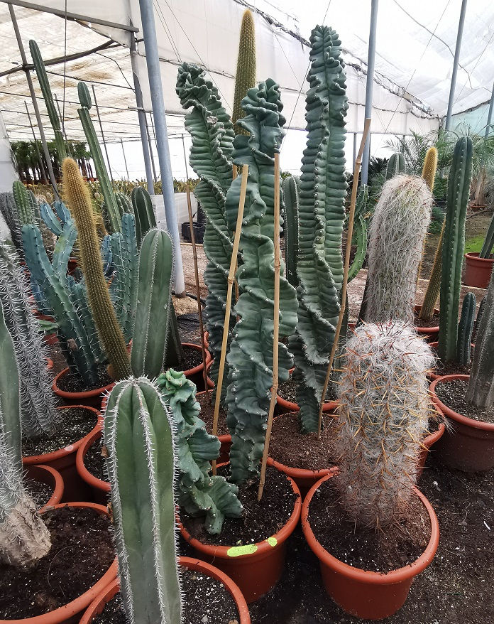 Thumbnail: Large Cereus Forbesii Spiralis Cactus For Sale