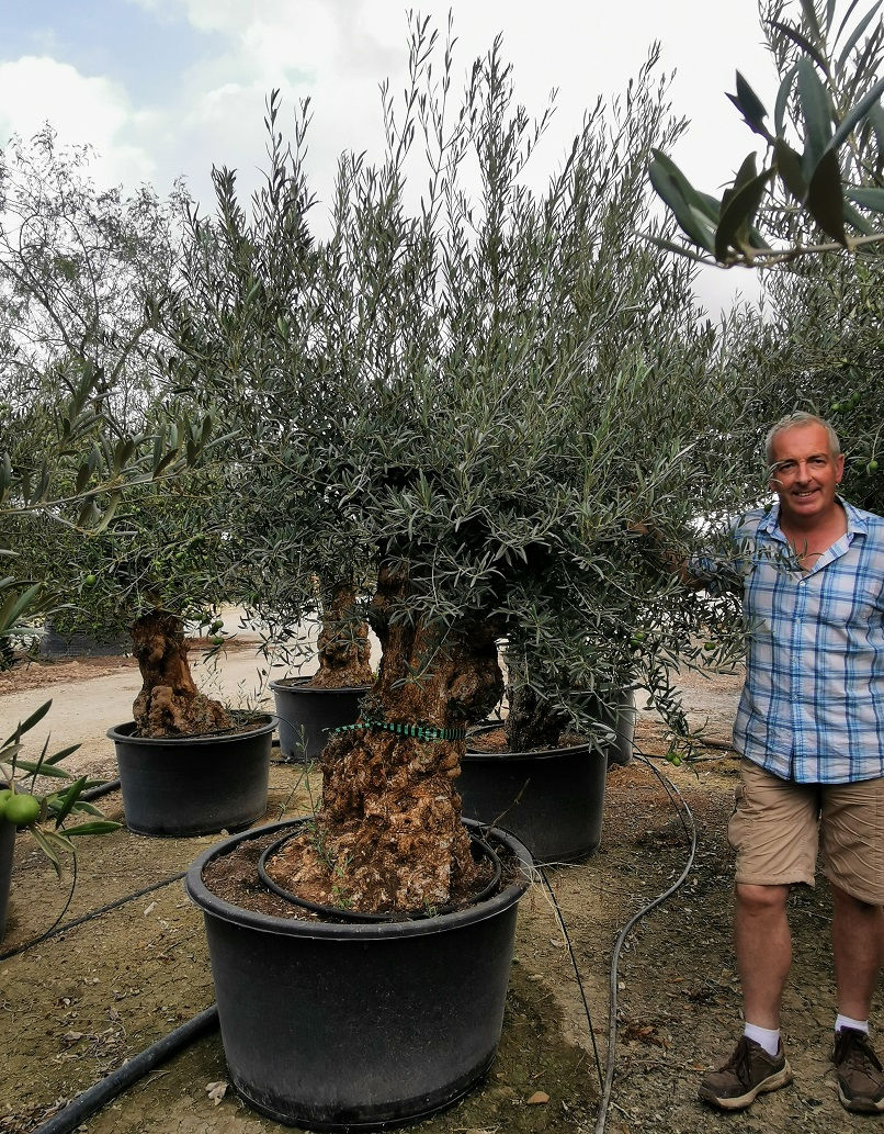 Thumbnail: Large Gnarled Bonsai Hojiblanca Olive Trees For Sale