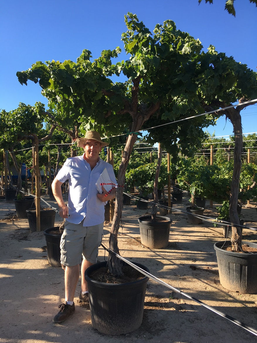 Thumbnail: Large Grapevines. Vitis Vinifera