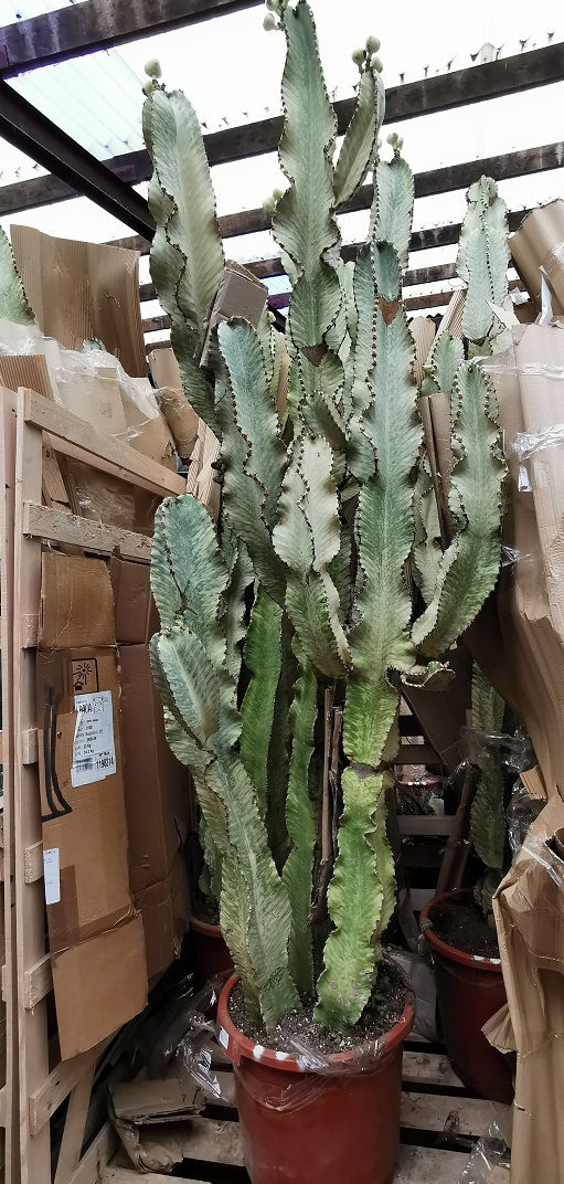 Thumbnail: Large Branched Euphorbia Marmorata For Sale