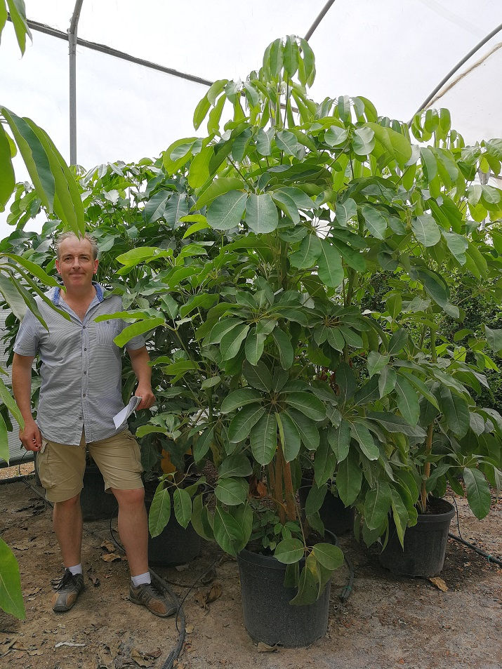 Thumbnail: Scheflera Actinophylla. Australian Umbrella Tree.