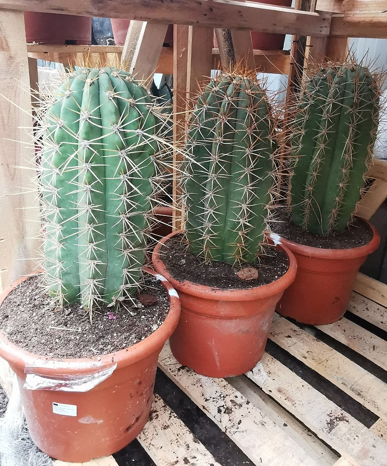 Thumbnail: large Echinopsis Trichocereus Pasacana Cacti