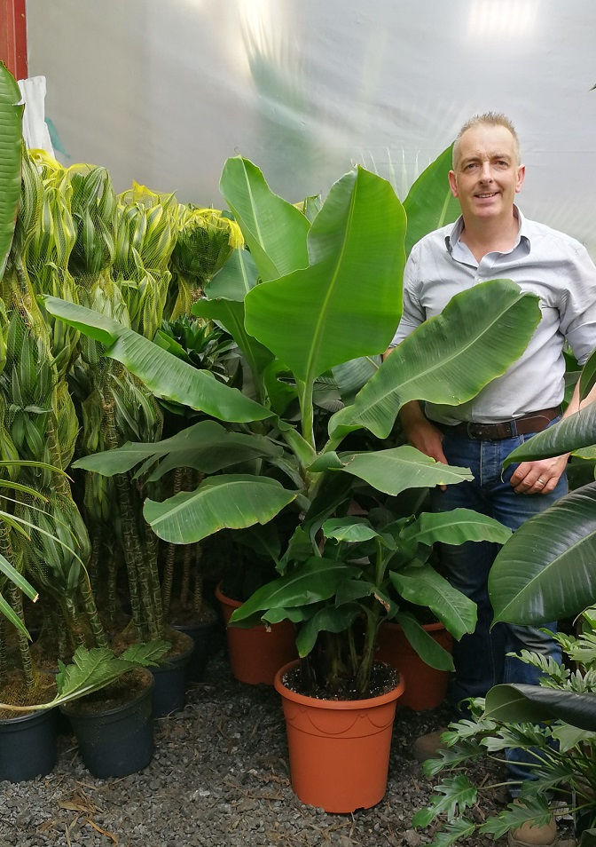 Thumbnail: Large Musa Dwarf Cavendish Banana Plants for Sale