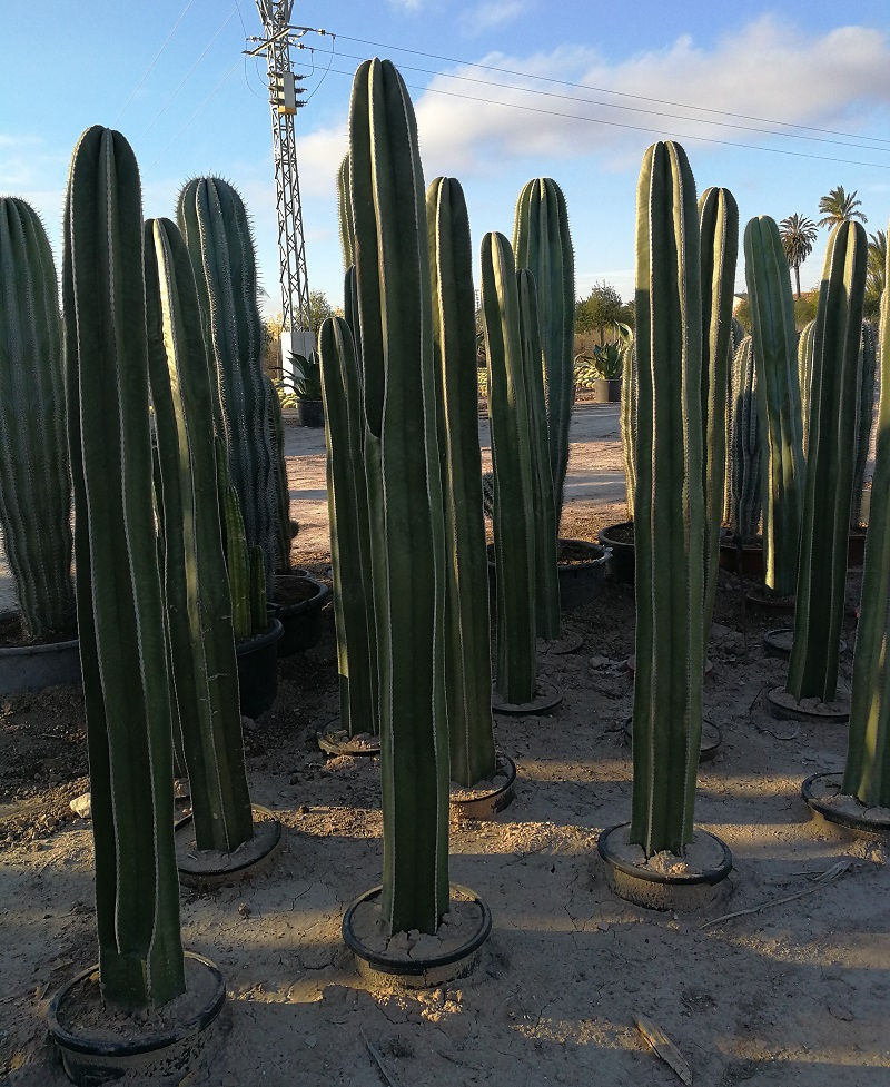 Thumbnail: Large Stenocereus Marginatus Cacti. Mexican Fence Post Cactus