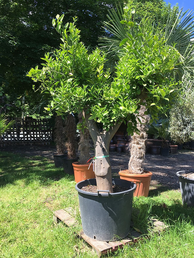 Fruit Trees