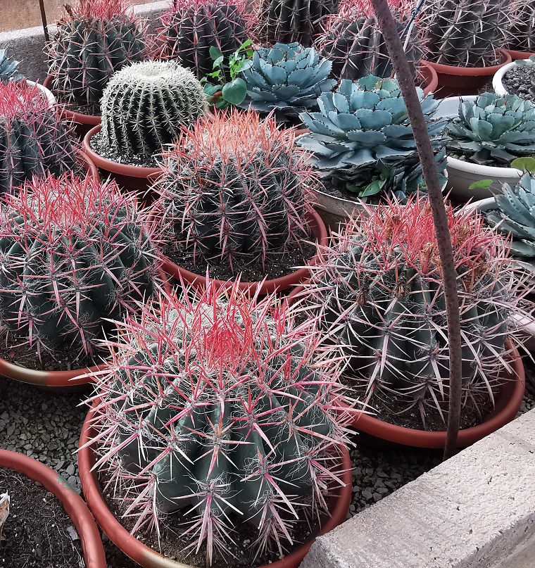 Thumbnail: Ferocactus Stainesii var Pilosus. Mexican Fire Barrel Cactus For Sale