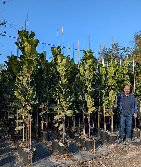 FICUS LYRATA. Fiddle-Leaf Fig. | thepalmtreecompany
