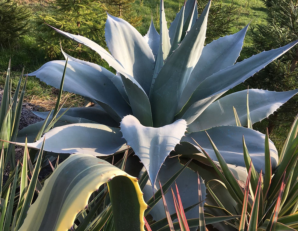 Thumbnail: Whales's Tongue Agave