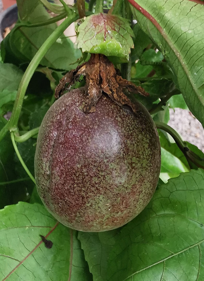 Thumbnail: Passiflora Edulis. Passion Flower Vines for Sale.