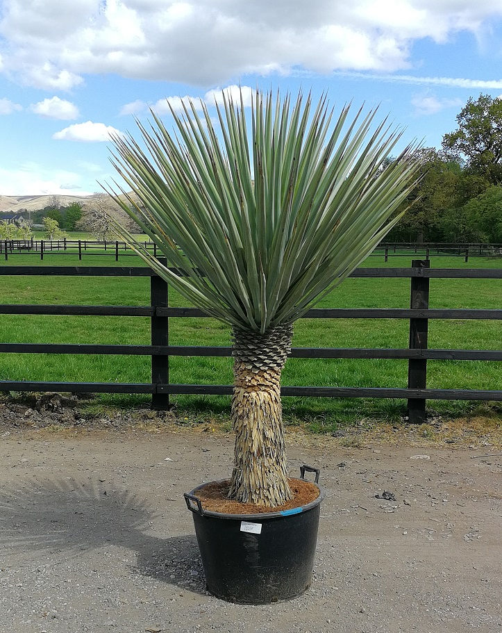 Thumbnail: Large Yucca Rigida For Sale