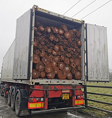 Dicksonia Antarctica Tree Ferns. The Palm Tree Company