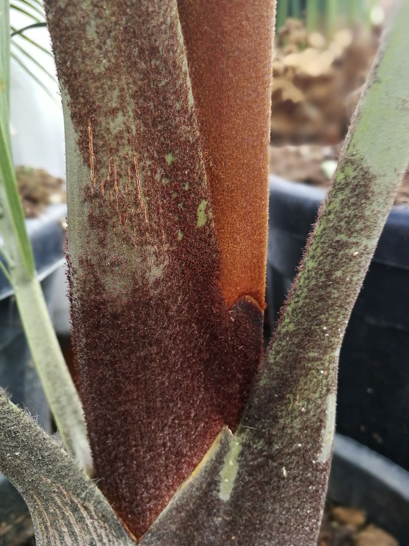 Thumbnail: Dypsis Decaryi. Triangle Palm.