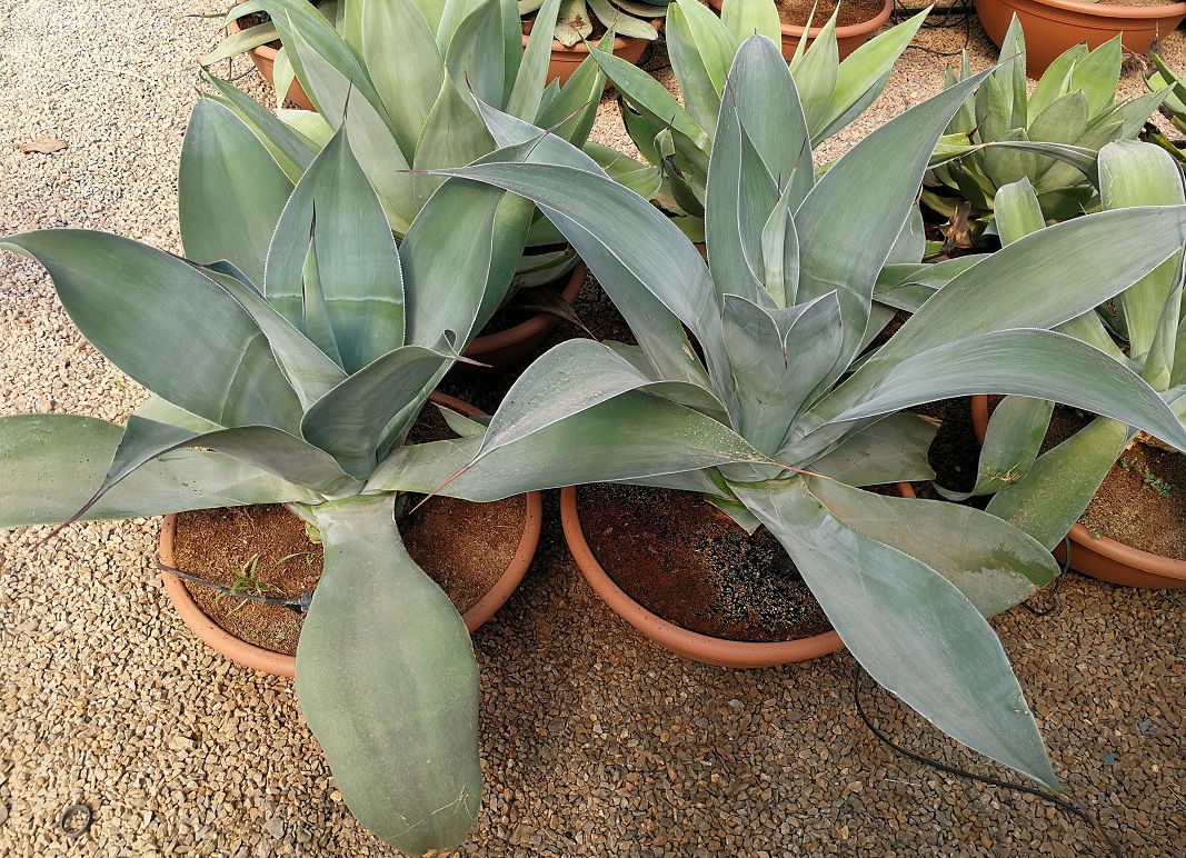 Agave Celsii var Albicans