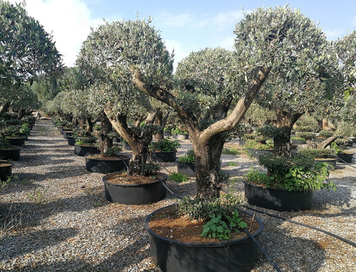 OLIVE TREES. 'Paradise' Formation. | thepalmtreecompany