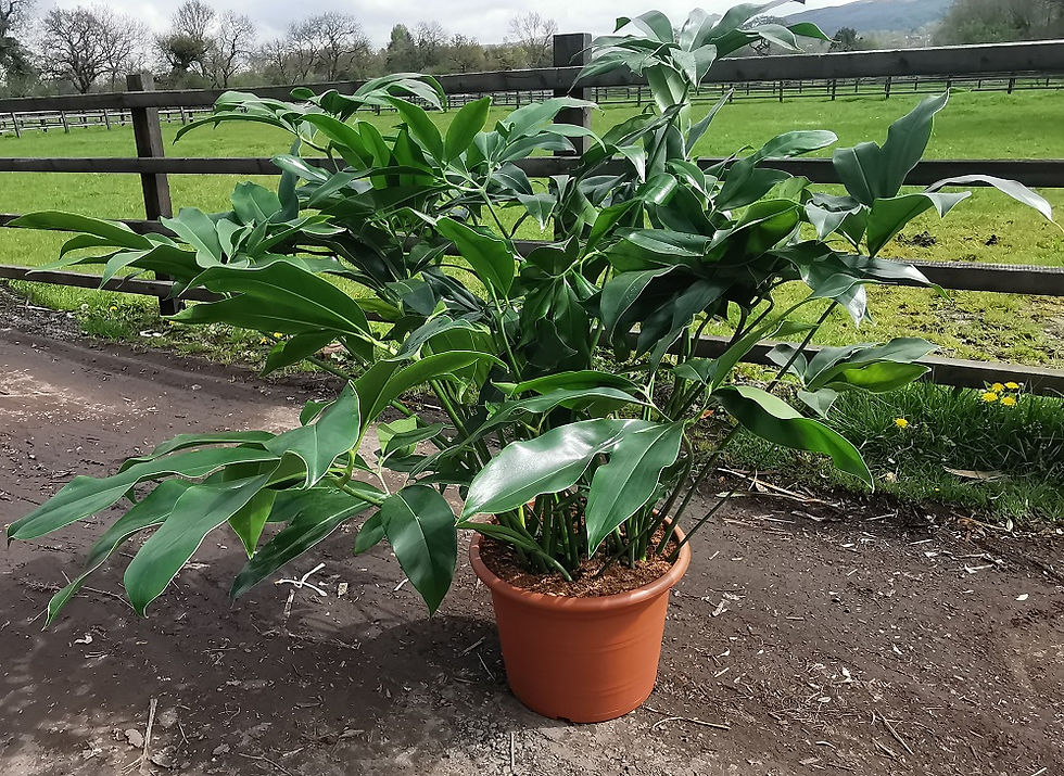 Thumbnail: Philodendron 'Green Wonder' Plants For Sale.
