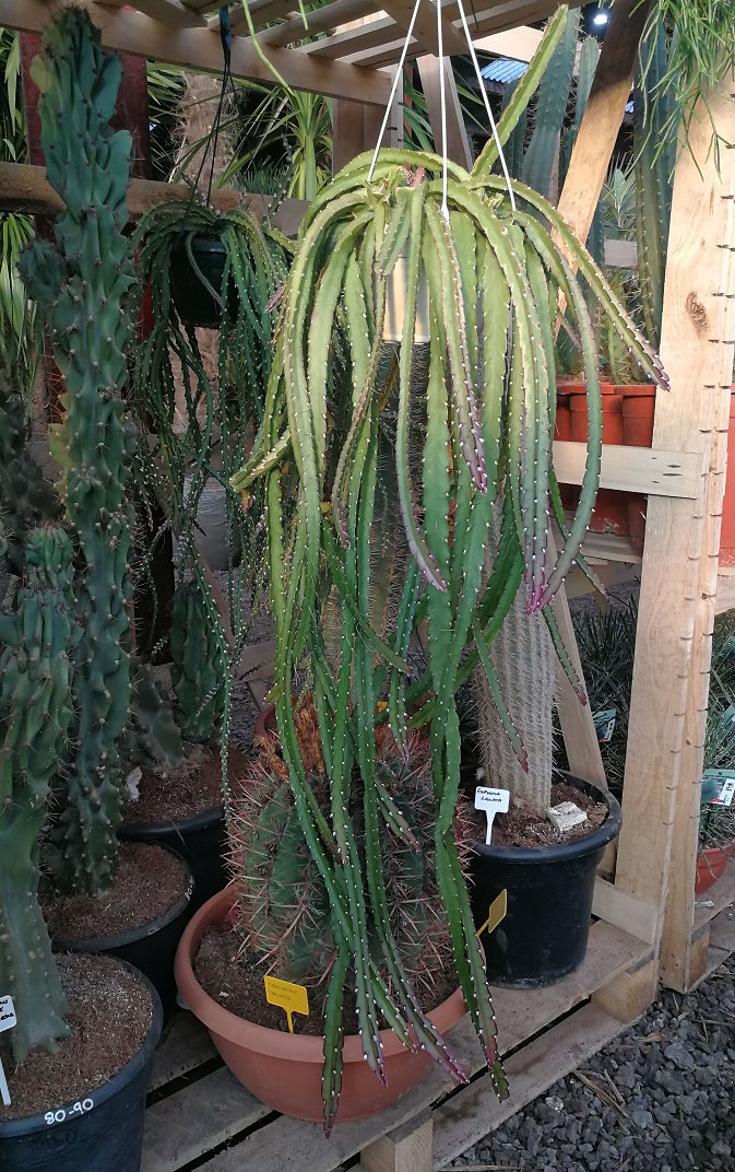 RHIPSALIS CRUCIFORMIS 'RED'. Hanging Cactus ...