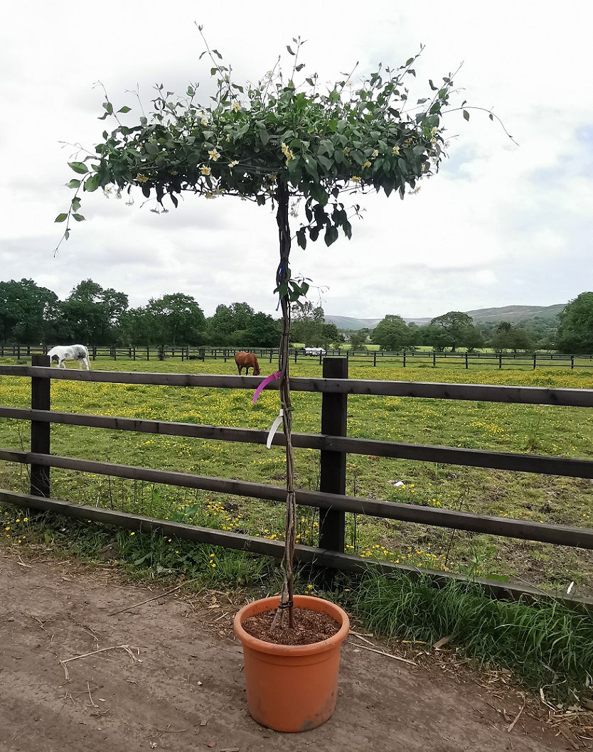 Thumbnail: Trachelospermum Jasmine Umbrella Trees