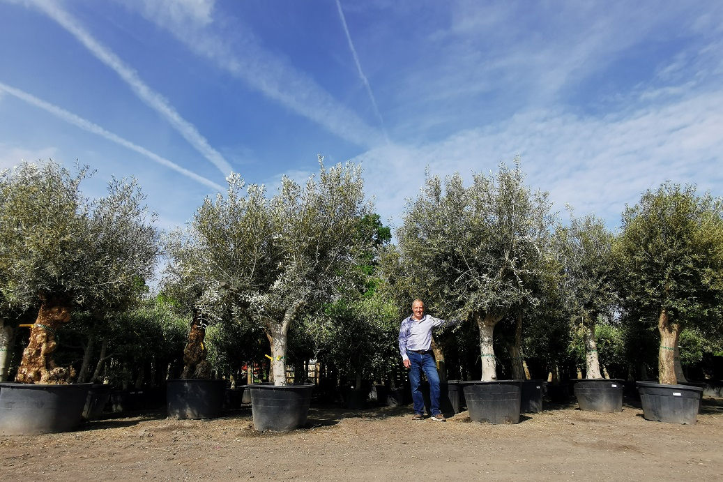 Large Olive Trees with Branched Crowns For Sale