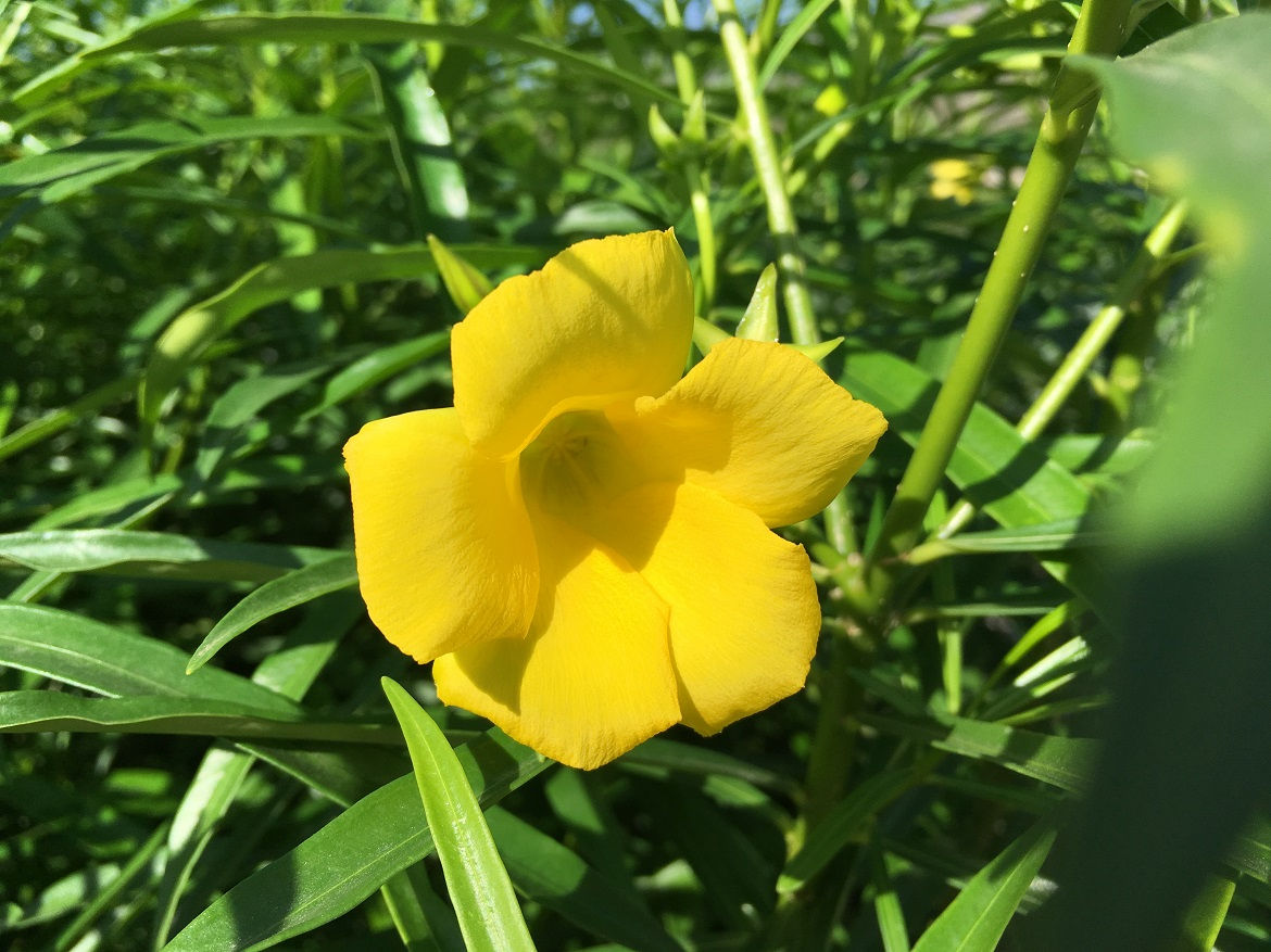 Thevetia Peruviana Plants