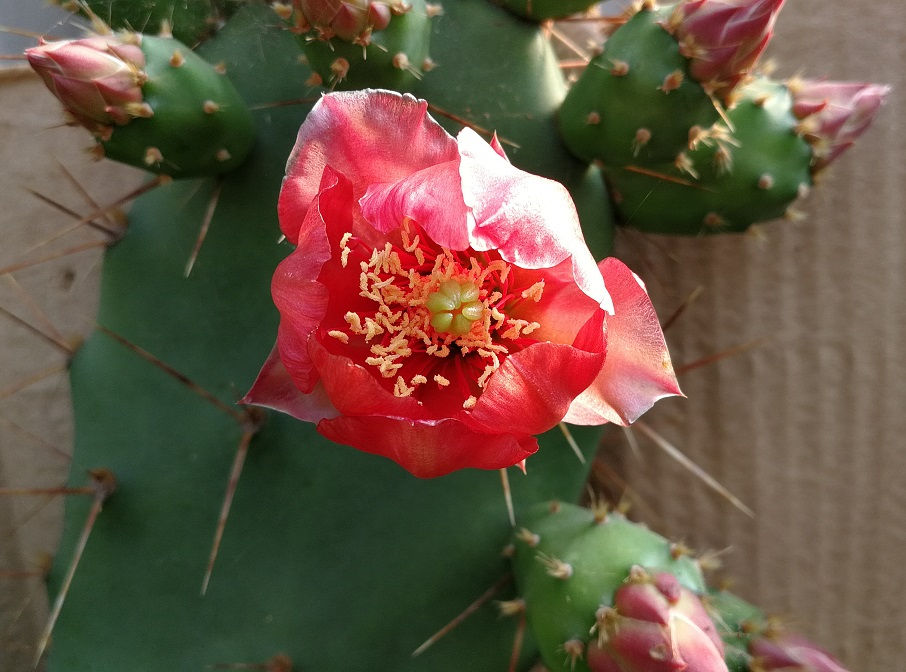 Thumbnail: Opuntia Bergeriana Cactus. Opuntia Elatior Cactus. Red Flower Prickly Pear Cactus.