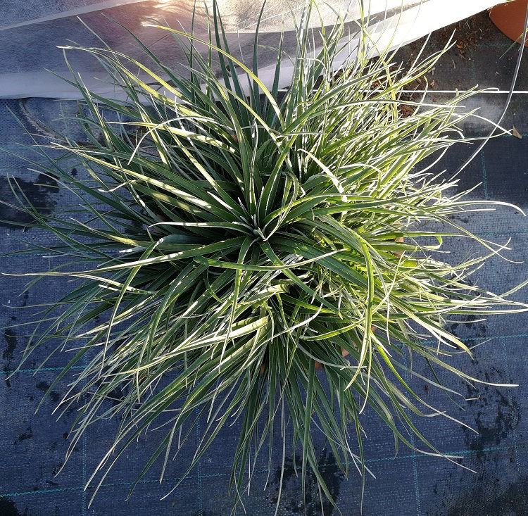 Fasicularia Bicolor. Hardy Bromeliad Plants