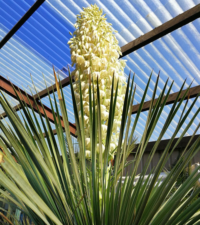 Thumbnail: Specimen Yucca Linearis flower