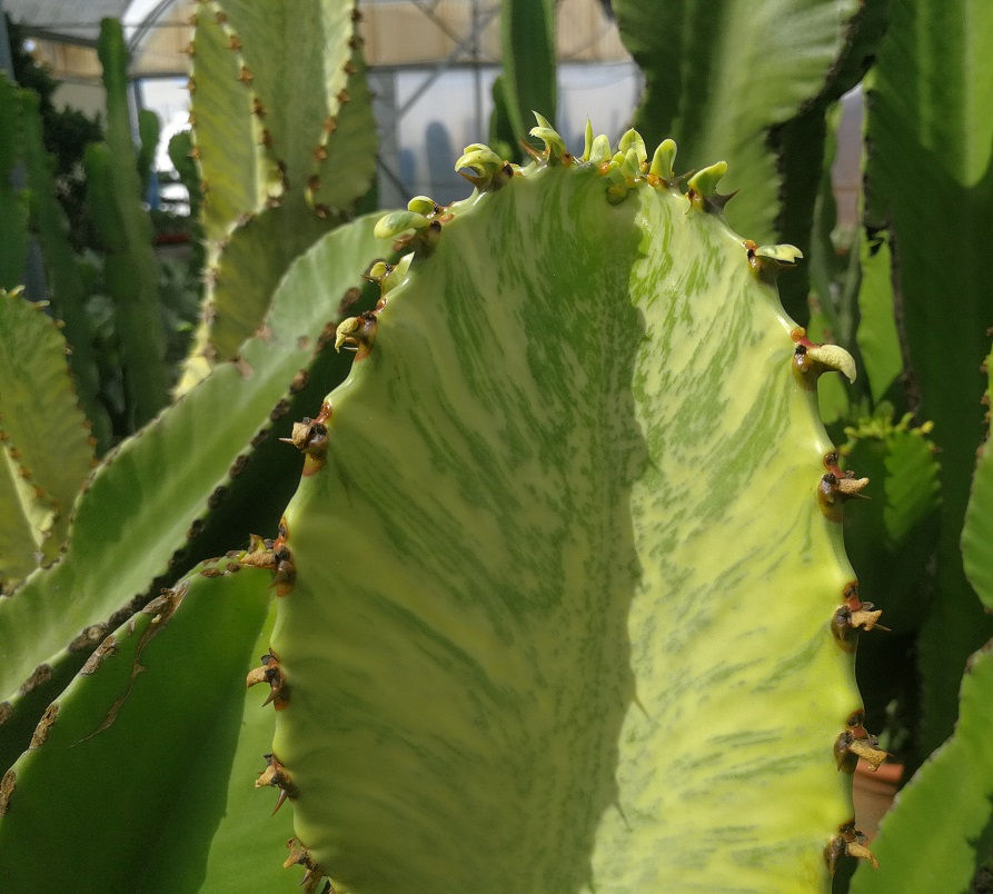 Thumbnail: Large Euphorbia Marmorata