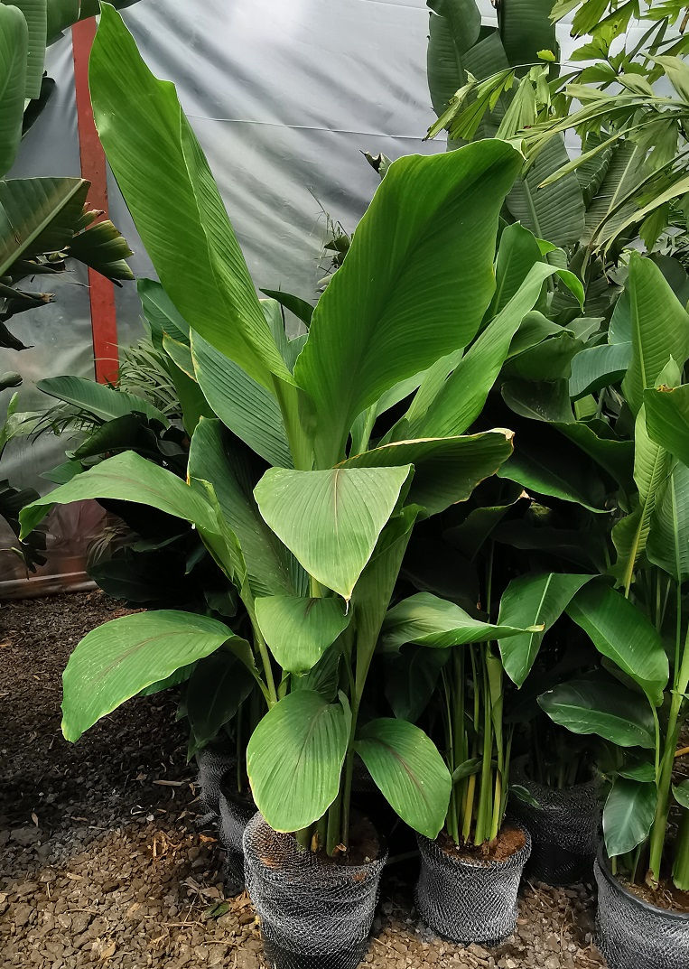 Heliconia Angusta 'Yellow Christmas' Plants For Sale