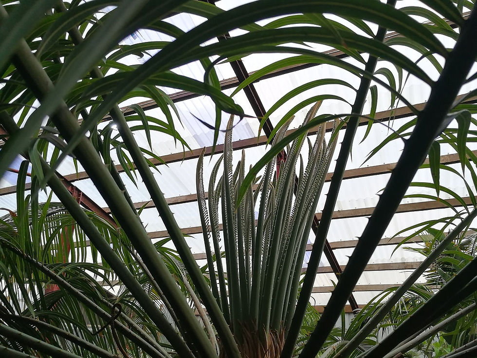 Thumbnail: Large Queen Cycas Circinalis