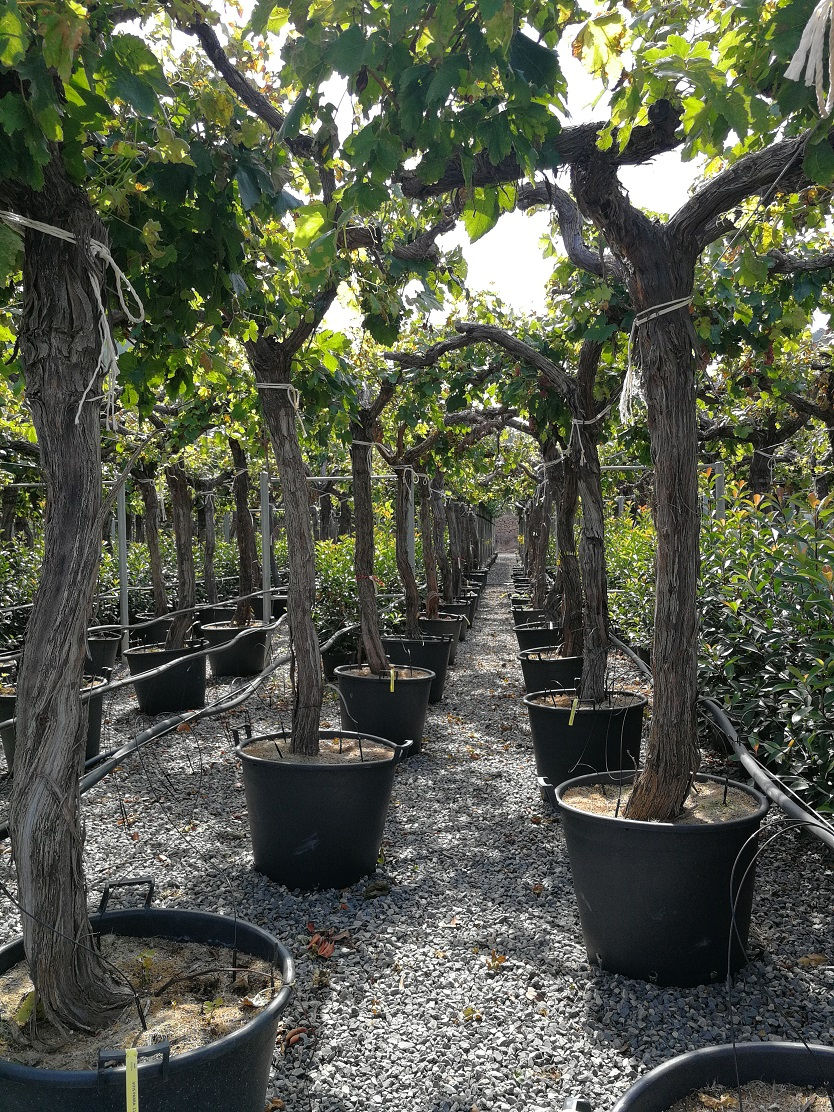 Thumbnail: Large Grape Vines 9ft tall. Red Globe Grapevines For Sale