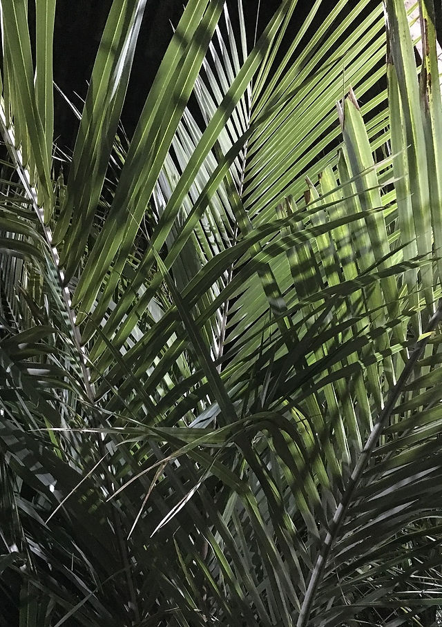 Parajubaea Torallyi Palm Trees. The Palm Tree Company.