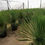 Thumbnail: Large Yucca Linearis. Yucca Linearifolia Plants For Sale.