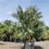 Thumbnail: Phoenix Canariensis and Chamaerops Humilis Palms In One Pot