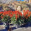 Thumbnail: Large Aloe Fire Red Plants For Sale
