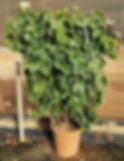 Espalier Trained Grape Vines For Sale Variety 'Regal Seedless'