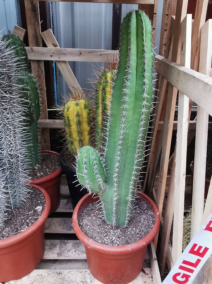 Thumbnail: Large Polaskia Chichipe branched trunk cactus For sale