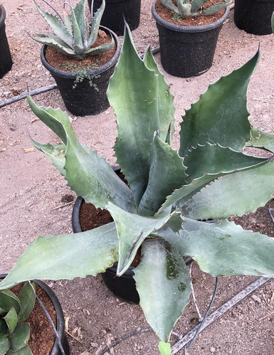 AGAVE SALMIANA var 'FEROX'. Free UK Delivery! | thepalmtreecompany