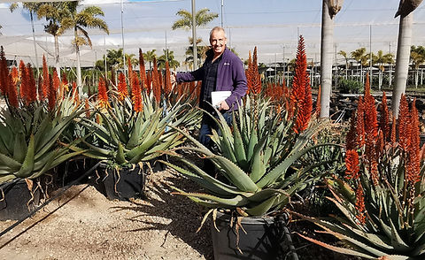 ALOE FEROX
