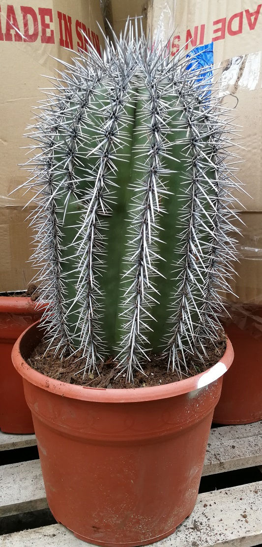 Thumbnail: Large Saguaro Cactus. Carnegiea Gigantea Cactus for sale.