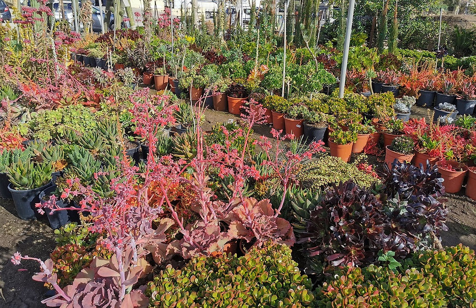 Thumbnail: Kalanchoe Luciae 'Oricula' Plants For Sale