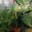 Thumbnail: Huge Alocasia Macrorrhiza. Huge Giant Taro Plant for sale. Huge Borneo Giant Taro Plant