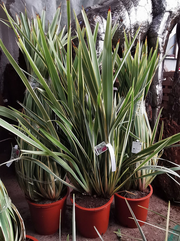 Thumbnail: Large Phormium Tenax Variegata Plants For Sale.