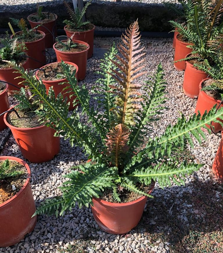 Thumbnail: Blechnum Brasiliense 'Volcano Fern