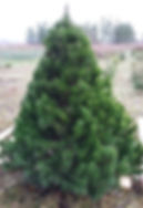 Lodgepole pine christmas tree