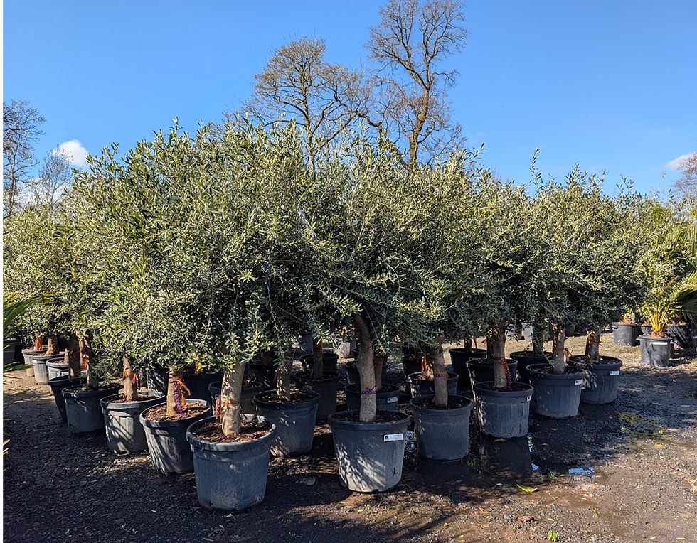 Thumbnail: Large Head Open Crown Olive Trees For Sale