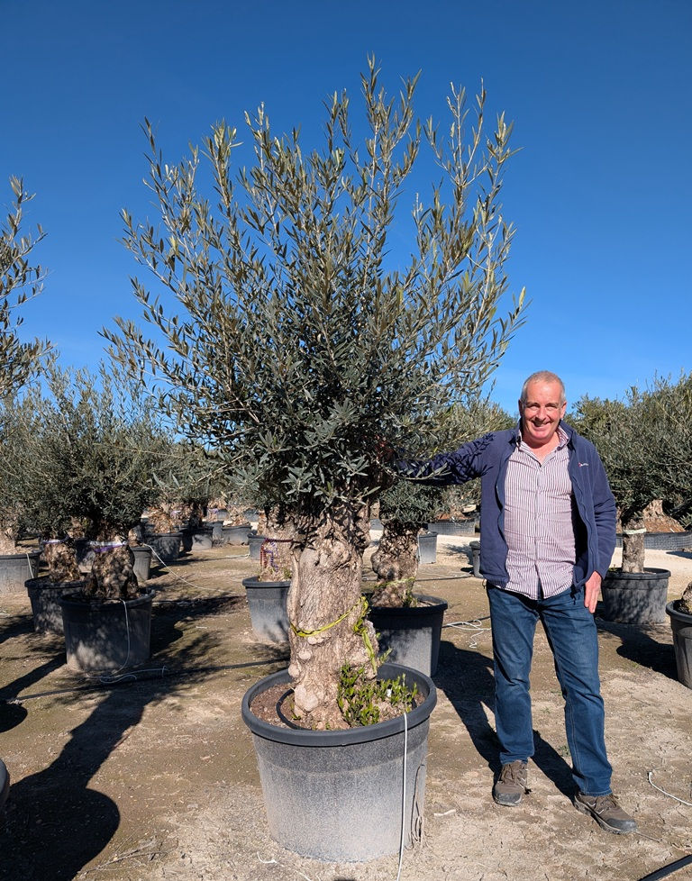Gnarled Mini bonsai Spanish Olive Trees For Sale